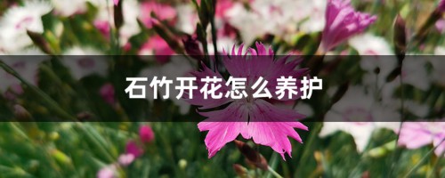 石竹开花怎么养护