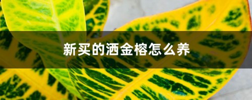 新买的洒金榕怎么养