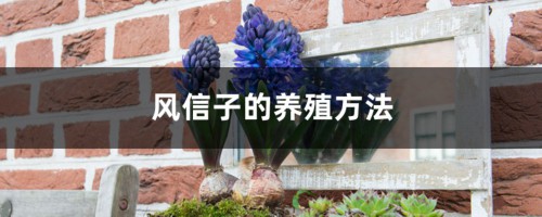 风信子的养殖方法，风信子花图片