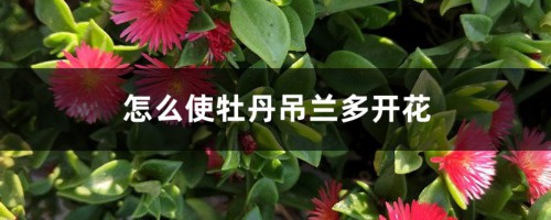 怎么使牡丹吊兰多开花