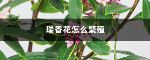 瑞香花怎么繁殖