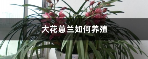 大花蕙兰如何养殖