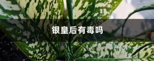 银皇后有毒吗