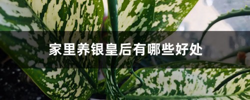 家里养银皇后有哪些好处