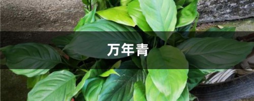 客厅放盆“万年青”，没事浇点水，叶子油绿还茂盛