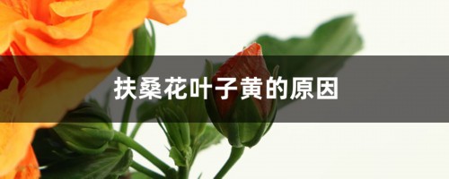 扶桑花叶子黄的原因，叶子蔫了怎么挽救