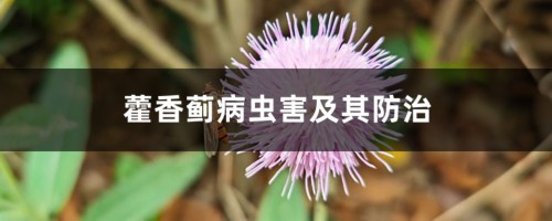 藿香蓟病虫害及其防治